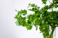CORIANDOLO