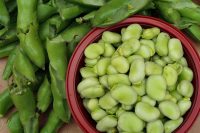 FAVA