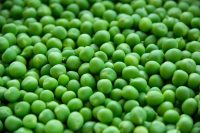PISELLO