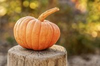 ZUCCA